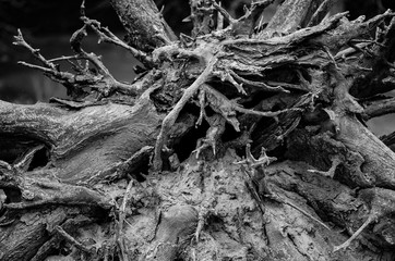 tree root