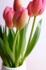 Pink tulip flower bouquet close up still on a white background