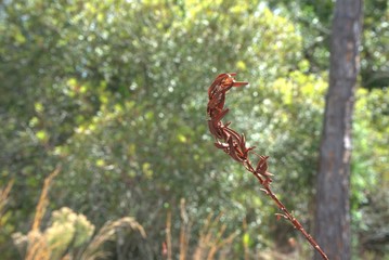 red leaf in the forest