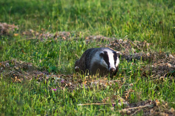 Young european badger running in green grass © Jnis