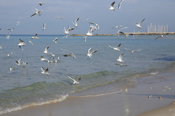flock seagulls on the beach in the background of the marina
