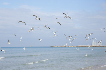 flock seagulls on the beach in the background of the marina