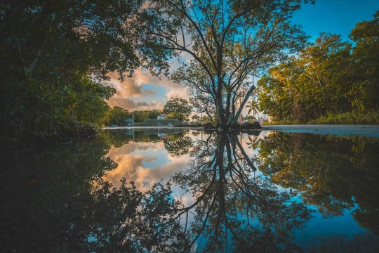 aquatic tree leaves reflection water lake river nature landscape blue green summer spring outdoors beautiful calm florida
