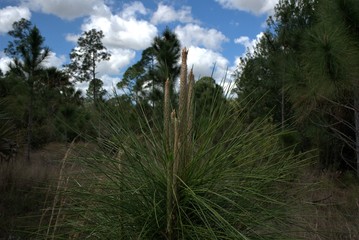 Fototapeta premium Green pine tree