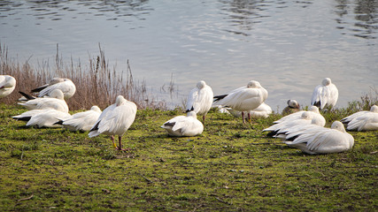 Gänse schlafen am Seeufer