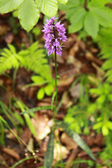 Common spotted orchid in Transylvania Romania