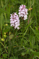 Common spotted orchid in Transylvania Romania