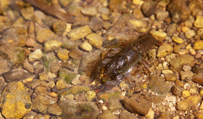 Noble crayfish, European crayfish, river crayfish