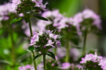 Obraz premium Blühender Thymian im Garten 
