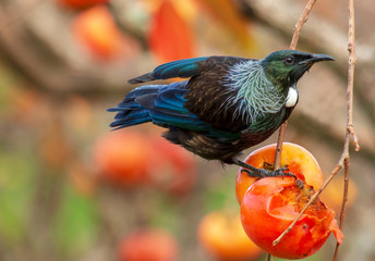New Zealand native tui bird