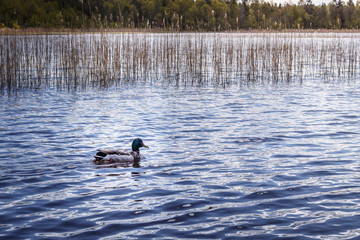 A lonely duck on Lake Lillsjön
