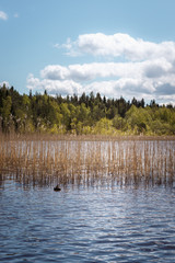 A lonely duck on Lake Lillsjön