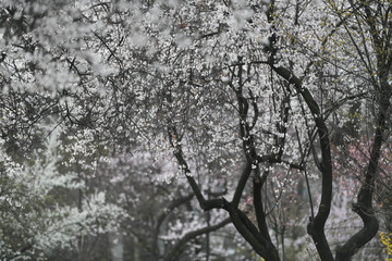 Cismigiu Park in Bucharest, during the spring season