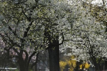 Cismigiu Park in Bucharest, during the spring season