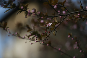 Cismigiu Park in Bucharest, during the spring season