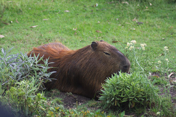 capybara