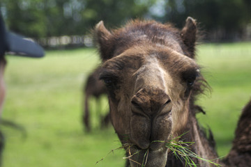 head of a camel