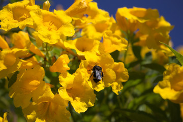 bee on flower