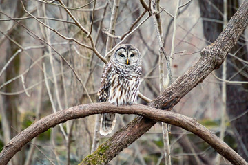 Barred owl (Strix varia) perches on an exposed branch, camouflaging with the forest