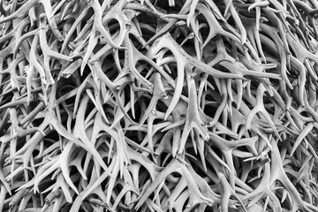 Huge stacked pile of deer or elk antlers at National Bison Range wildlife refuge, Montana, USA