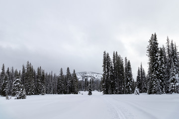 Cross-country Nordic ski trail through snow-covered trees on a forested mountain landscape, Lolo Pass, Idaho, USA