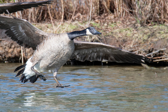 A picture of Canada goose touching down to the lake.   Vancouver  BC  Canada