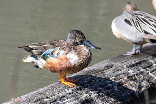 A picture of a male northern shoveler perched on top of driftwood.   Vancouver BC Canada