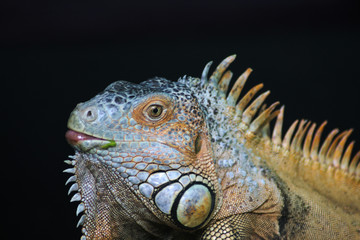 green iguana