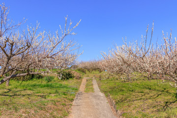 梅の花　牛尾梅林　佐賀県小城市　Plum blossom Ushinoo Bairin Saga Ogi city