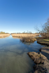 Fototapeta na wymiar Floating swamp trail in Szigetszentmiklos, Hungary