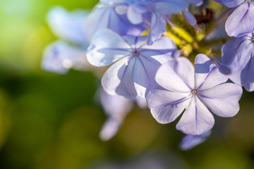 The background image of the colorful flowers