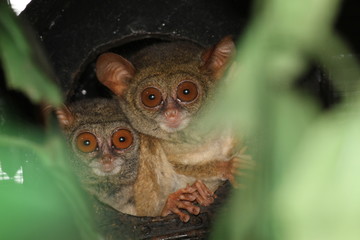 Tiny tarsier monkey 
