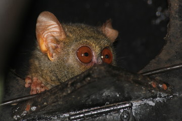 Tiny tarsier monkey 