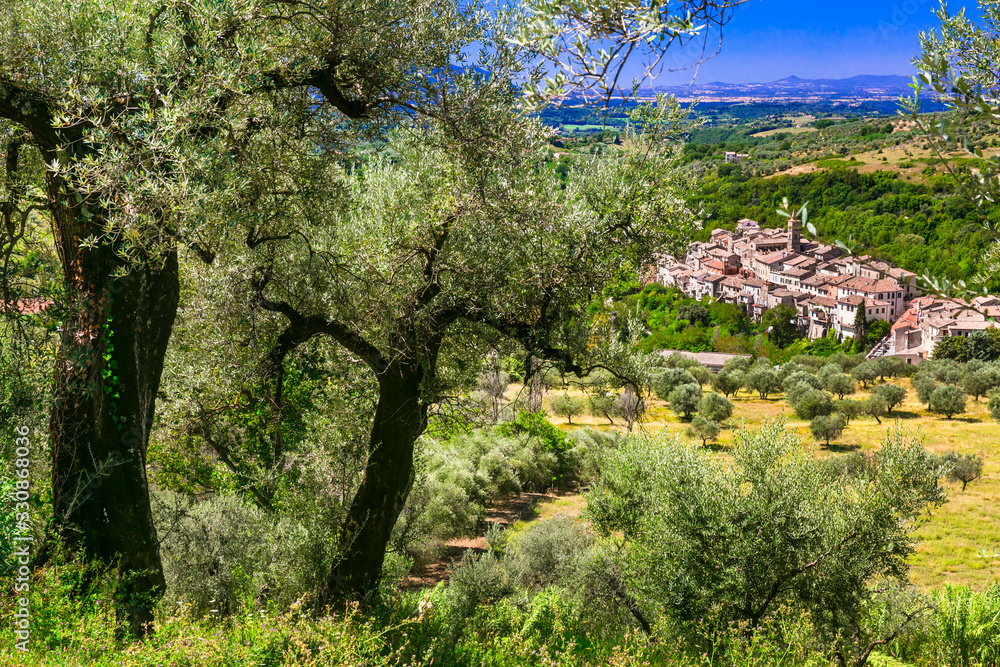 Wall mural traditional hill top medieval villages (borgo) surrounded by olive trees. italy , rieti province