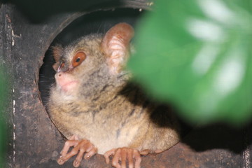 Tiny tarsier monkey 
