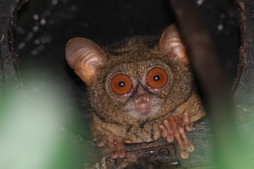 Fototapeta premium Tiny tarsier monkey 