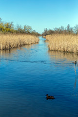 Floating swamp trail in Szigetszentmiklos, Hungary