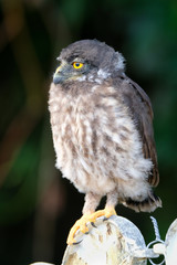 A cute baby brown hawk owl is sitting on a fence.