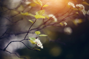 Flowers of a hawthorn on the semi-dried-up branch.