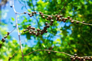 branch of willow with catkins in spring