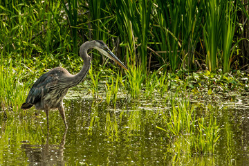 Blue Heron on the Hunt