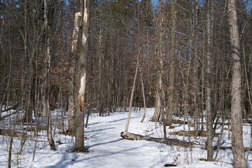A forest in the winter