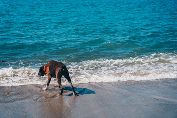 Dog on the beach in sunny day