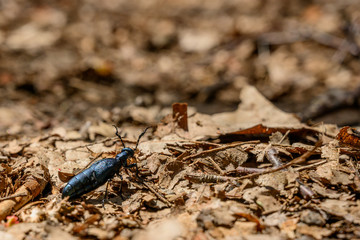 Iridescent Insect in Dry Leaves