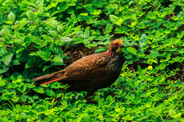 Buffy-crowned Wood-Partridge, Dendrortyx leucophrys. Quail looking for food carefully in the middle of garden.