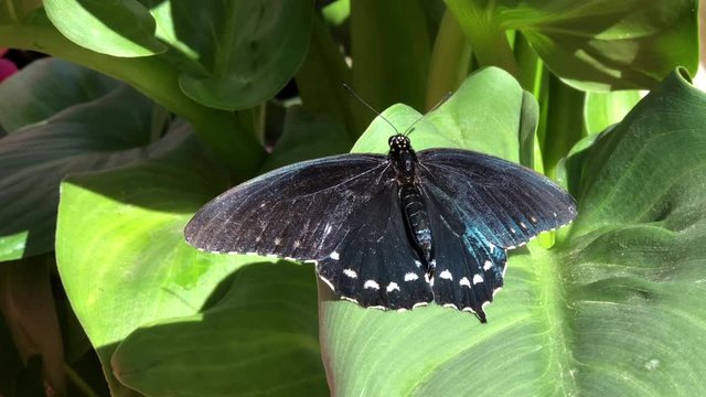 4K HD video of one black blue and white spotted swallowtail, American swallowtail or parsnip swallowtail butterfly standing wings open on large green leaves.