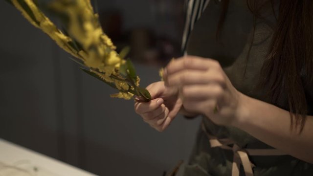 Close up of female holding a branch of mimosa in a flower shop. Handheld shot of young florist hands with a branch of fresh mimosa