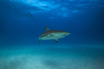 Caribbean reef shark in Tiger Beach, Bahamas. 