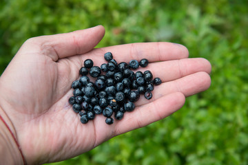 Fresh blueberries in the palm of a man