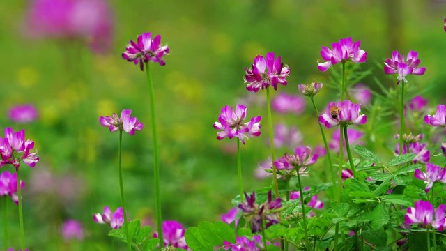 4k 60 fps slow motion of honey bee collecting pollen flying in blooming Chinese milk vetch pink flower spring field in the wind